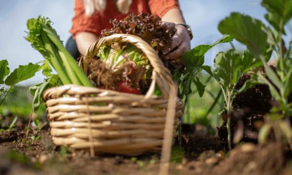 North Wales Growers Offered Chance to Contribute to School Meals