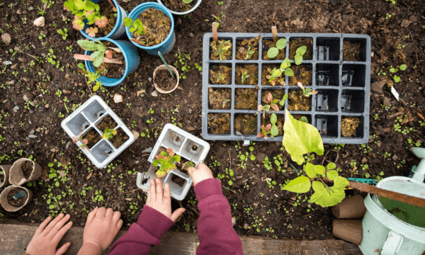 'Incredible Work' of Food Partnerships Across Wales is Hailed in Report