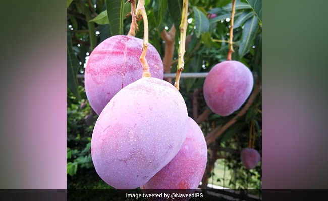 This Pune Farmer Is Growing Japanese Miyazaki Mangoes. Cost: Rs 1.5 Lakh/kg