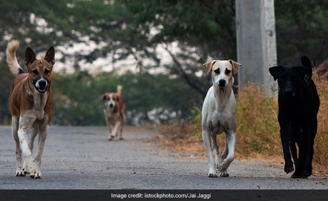 Chinese Woman Adopts Stray Dogs, Only To Kill, Cook And Eat Them