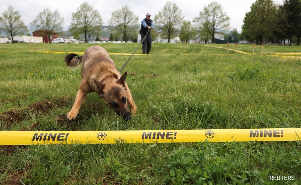 How Dogs From Bosnia Are Helping Ukraine Clear Minefields