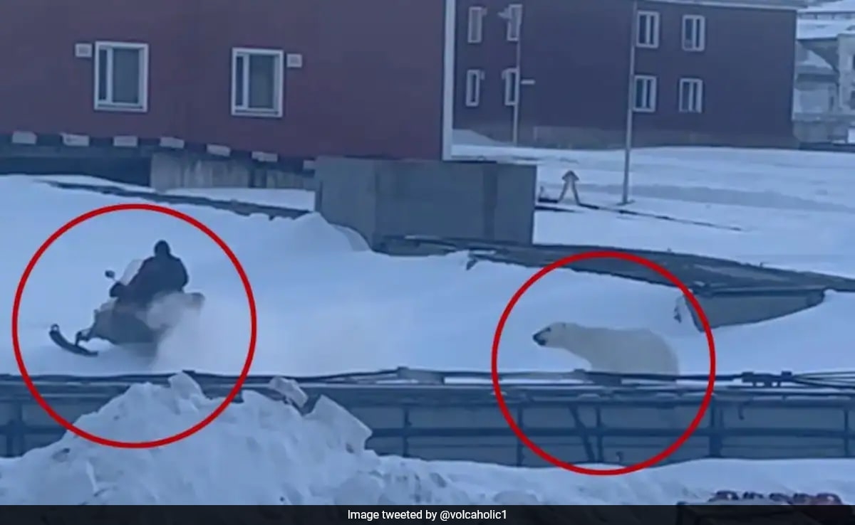 In Chilling Video, Man Escapes Polar Bear As It Charges At Him In Norway