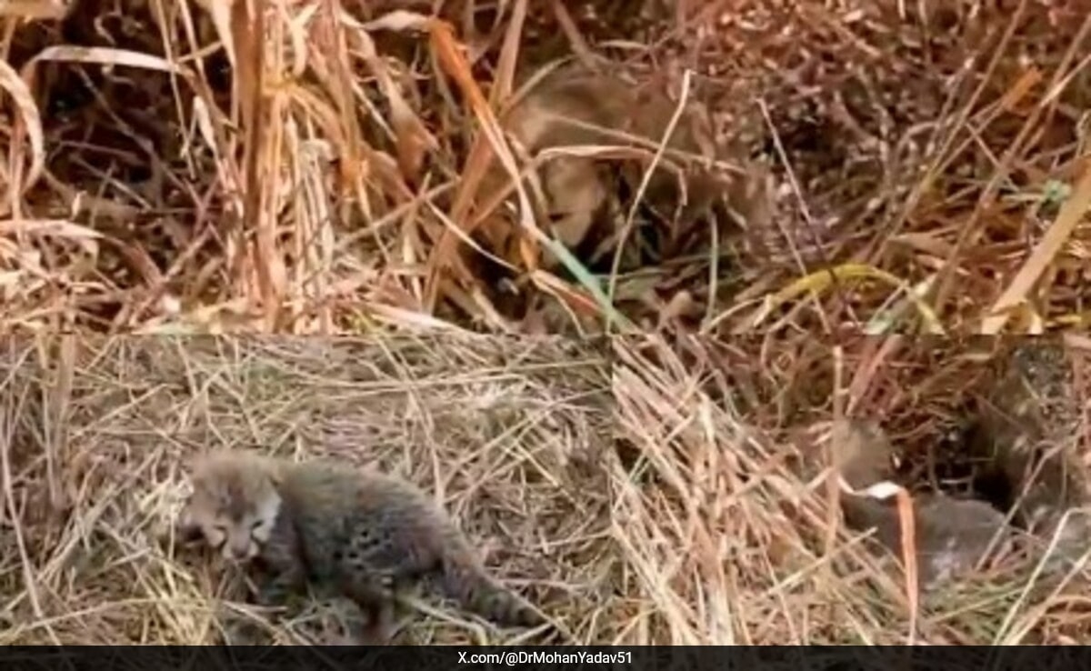 Cheetah Nirva Gives Birth To 5 Cubs At Kuno National Park In Madhya Pradesh