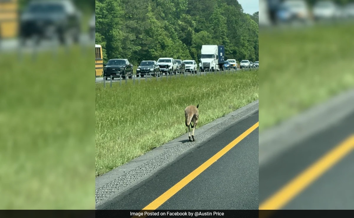 Kangaroo 'Sheila' Causes Car Crash On US Highway, Cops Go On Chaotic Chase