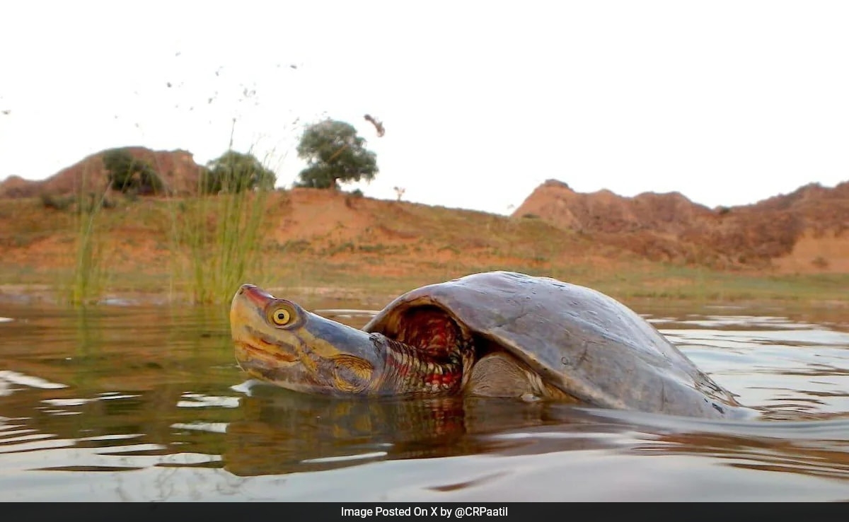 After 3 Decades, Endangered Red-Crowned Roofed Turtle Back To Ganga River