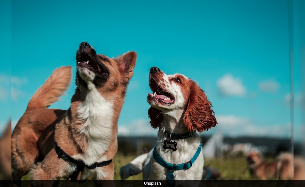 How To Keep Your Pets Safe During Drills? Internet Explains