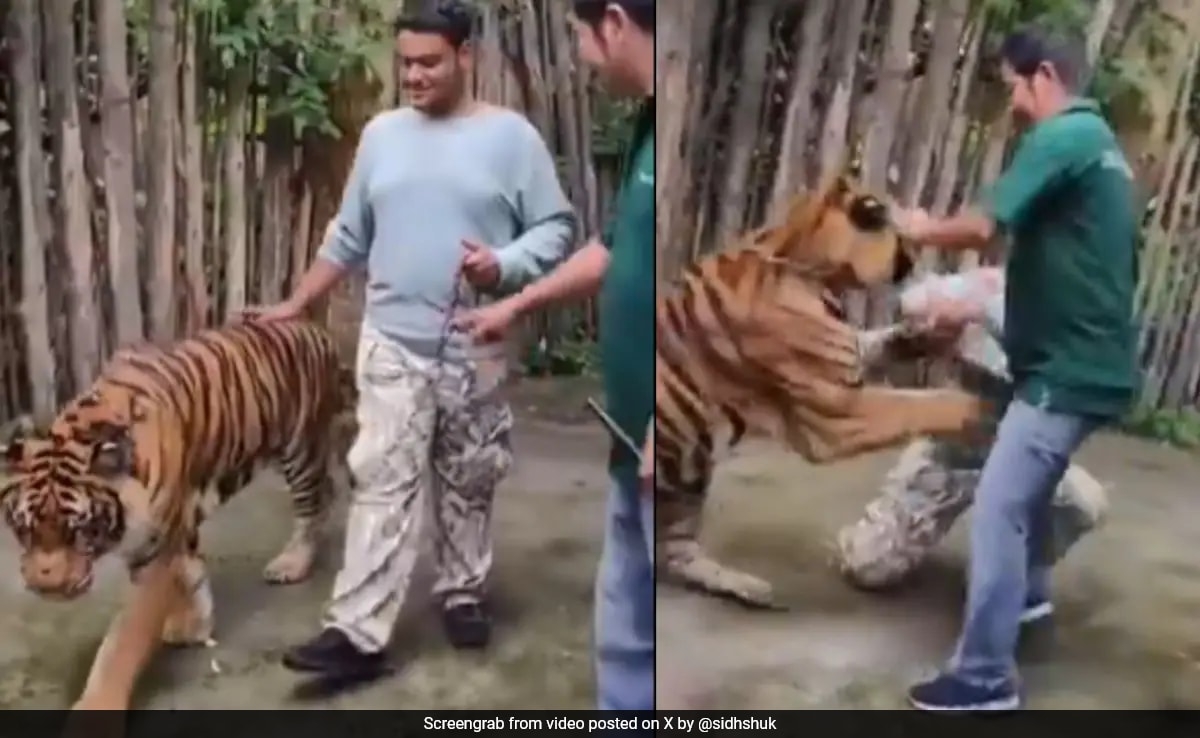 Indian Man Attempts Selfie With Tiger In Thailand, Watch What Happened Next