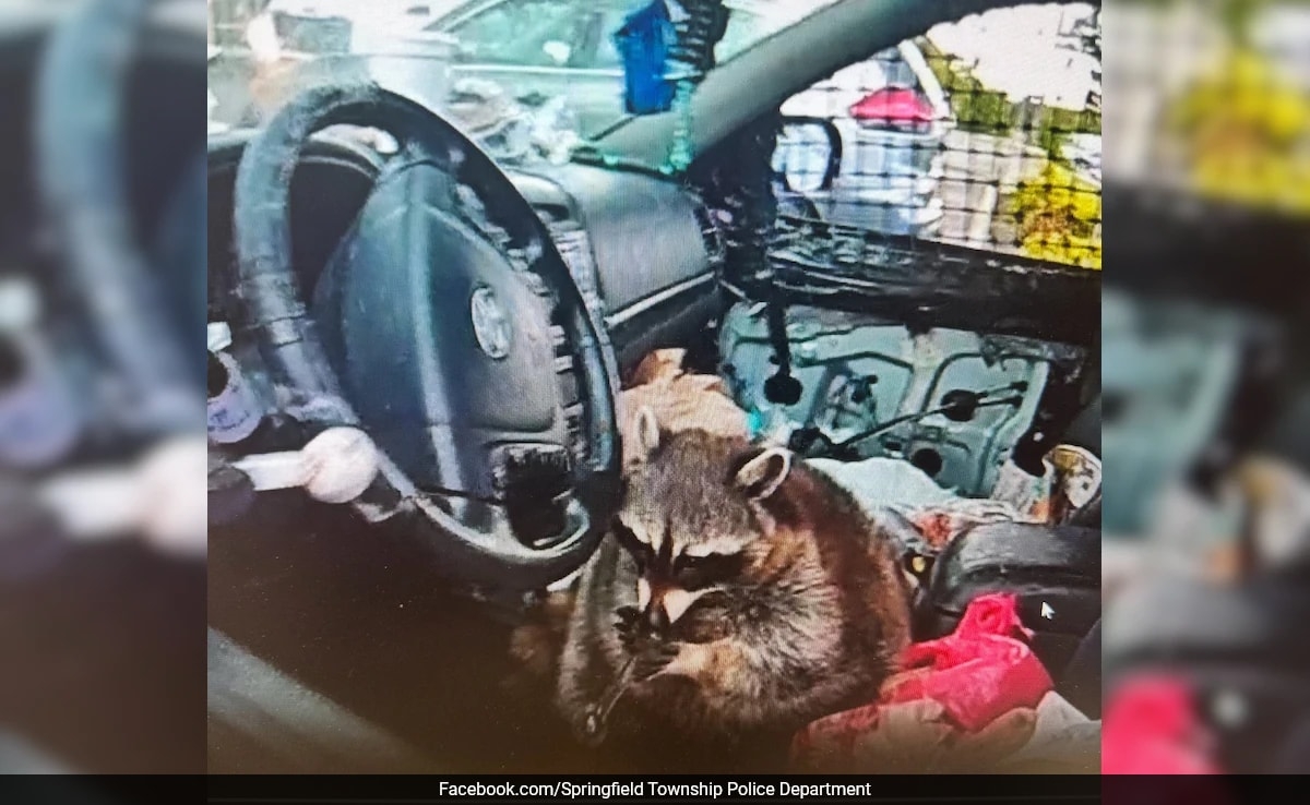 Ohio Police Discover Pet Raccoon With Meth Pipe, Uncovering Significant Drug Cache