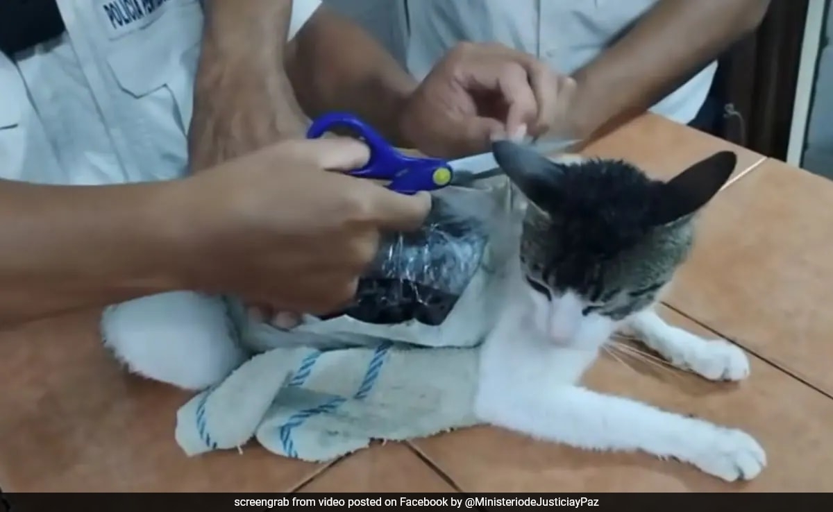 Cat Found Sneaking Ganja, Cocaine Into Costa Rican Prison. How It Was Caught