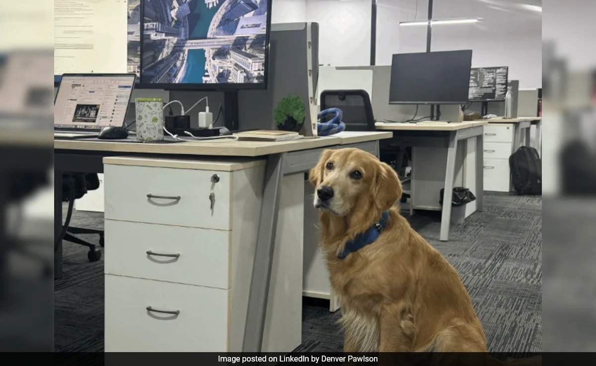 Hyderabad Startup Hires Golden Retriever As 'Chief Happiness Officer', Internet Approves