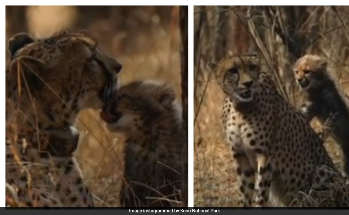 Kuno National Park Celebrates Mother's Day With Heartwarming Video Of Cheetah Moms And Cubs