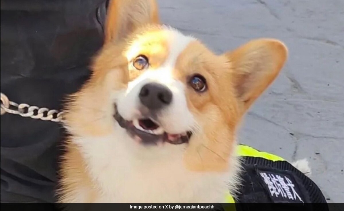 Meet Fu Zai, China's First Police Corgi With 400,000 Followers And A Nose For Trouble