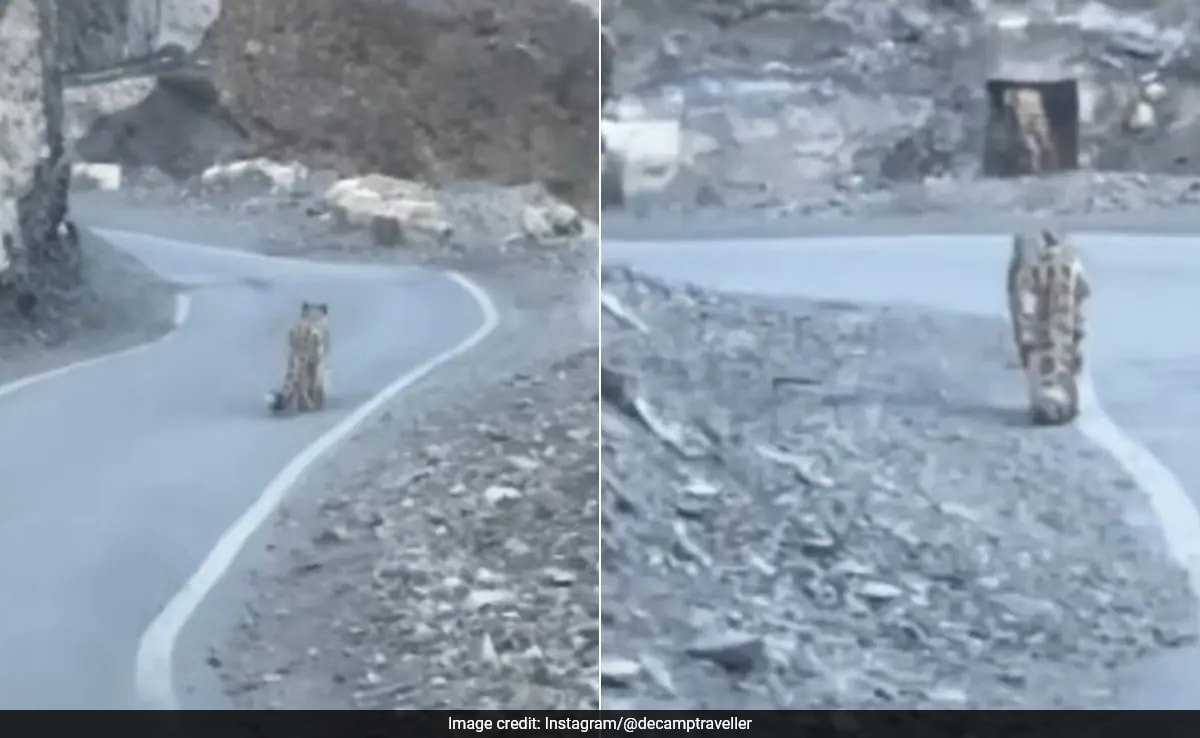 Watch: Travellers In Spiti Valley Spot Snow Leopard Strolling On Mountain Road