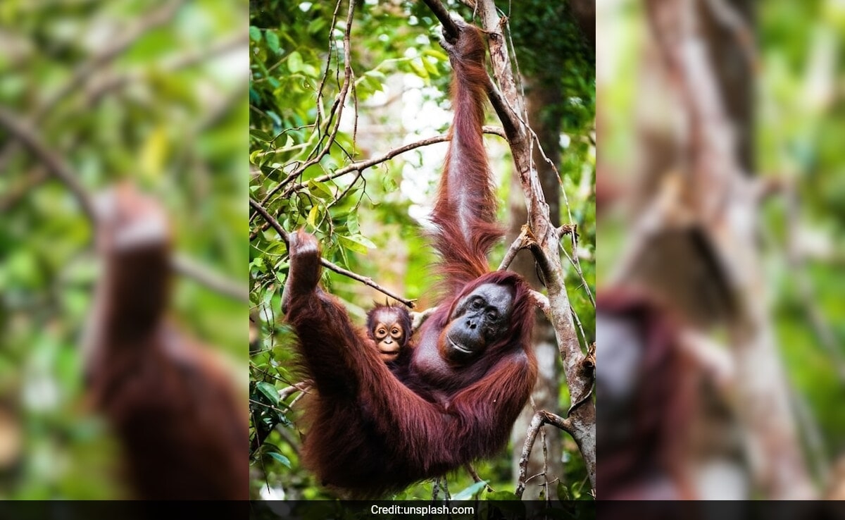 What The Hidden Rhythms Of Orangutan Calls Tell Us About Language