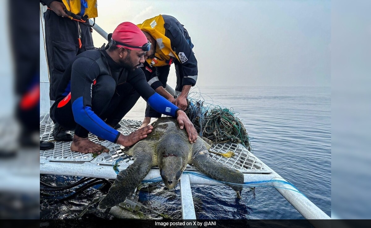 'Operation Olivia' Helps Protect 6.98 Lakh Olive Ridley Turtles In Odisha