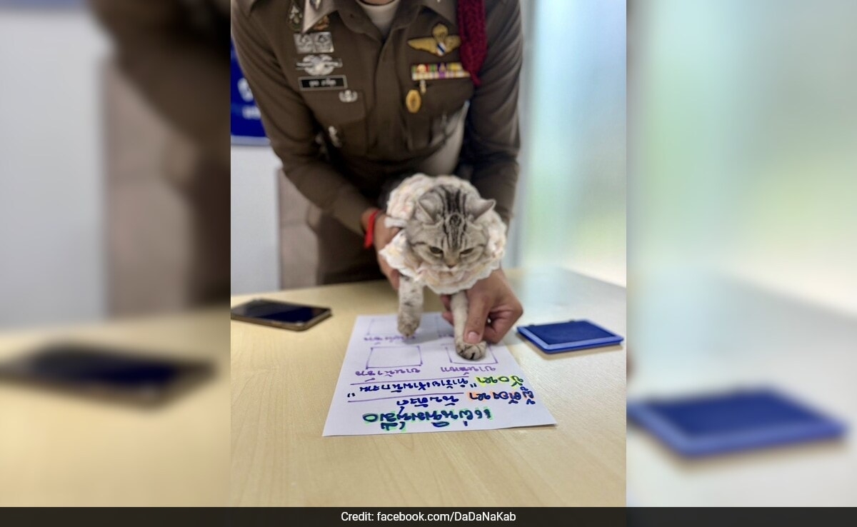 Cat "Arrested" In Bangkok For Biting Cops During Rescue, Mugshot Is Viral