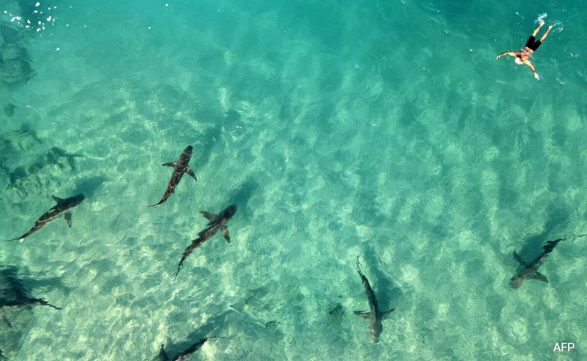 'Alpha Predator' Sharks, Humans Clash On Israeli Beach