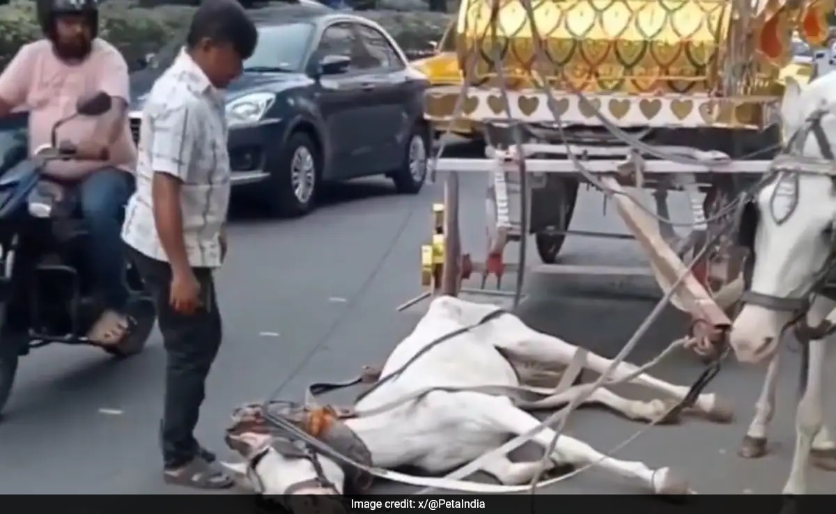 Case Filed After Video Of Carriage Horse Collapsing On Kolkata Street Goes Viral