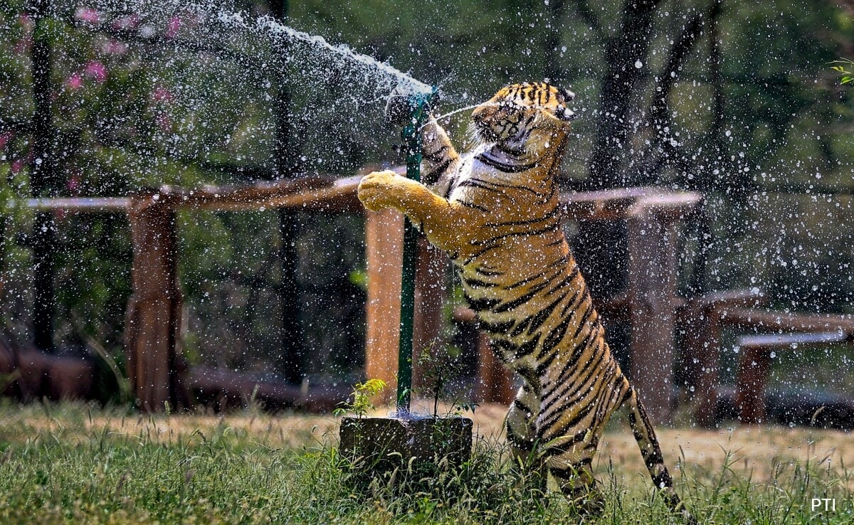 Ice Cream, 'Sattu': Animals At Rajasthan Park Get Special Treats To Beat The Heat