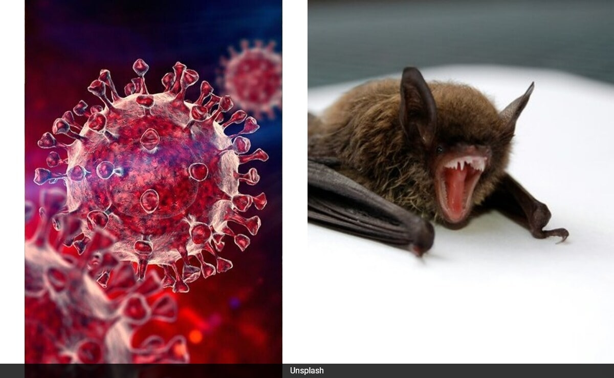 Covid-19 Likely Originated From Wildlife Trade, Not Lab Leak, Researchers Claim