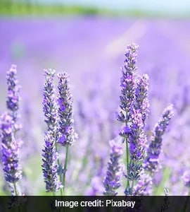 A Purple Revolution Is Brewing In J&K's Town, Thanks To Lavender Culture