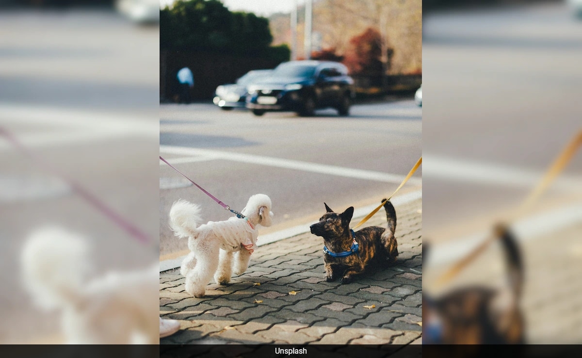 Why Is Dog Walking Prohibited In Iran? Authorities Extend The Ban To More Cities