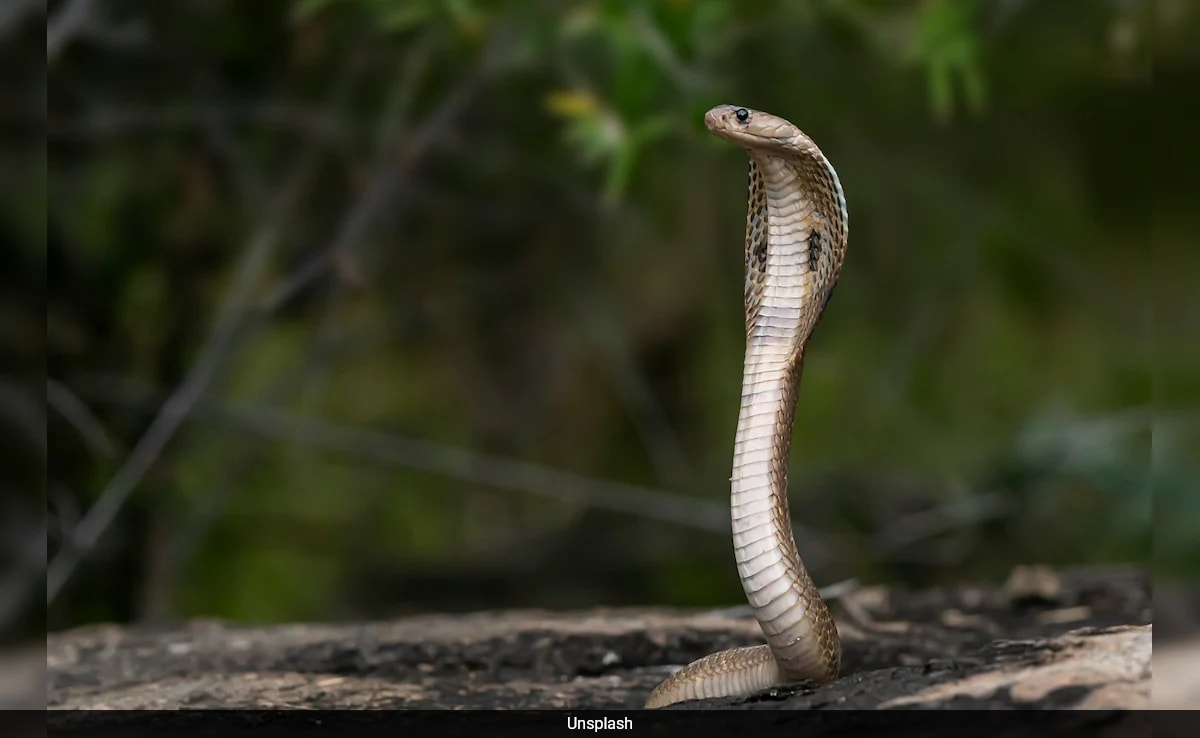 King Cobras Found Near Mt Everest, Here's Why Experts Are Worried