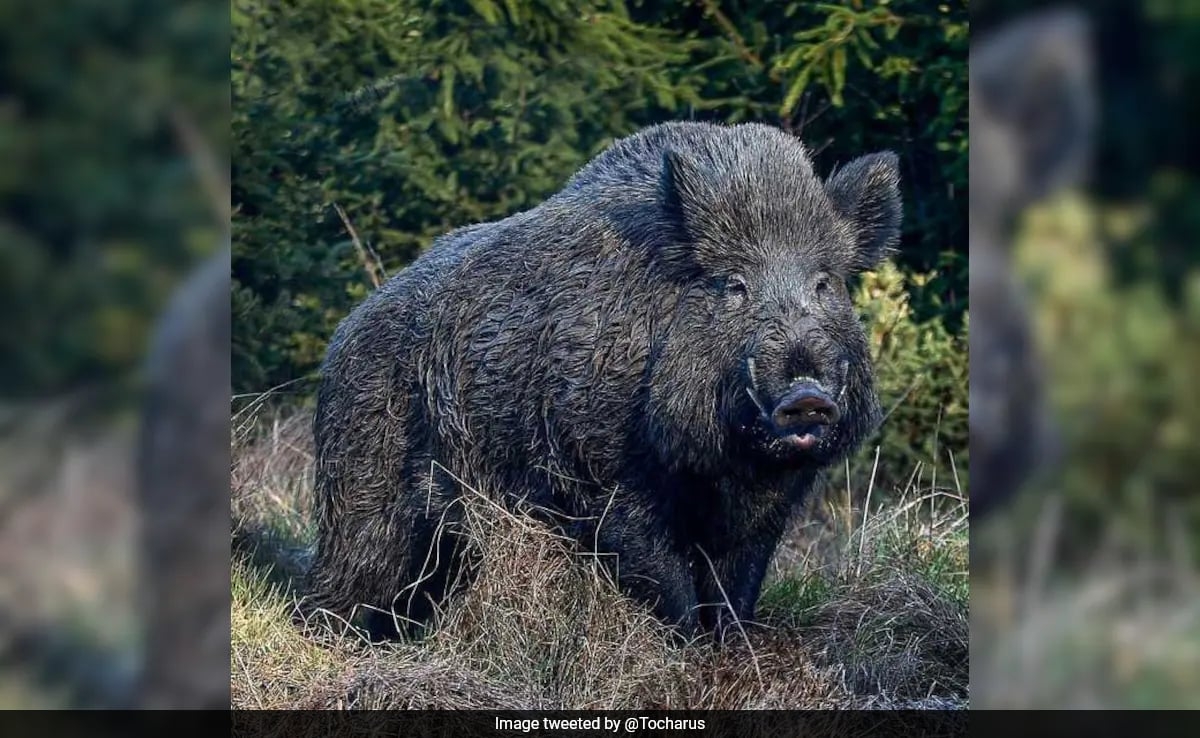 Kerala Seeks To Amend Wildlife Act To Allow Killing Of Animals. Reasons Explained