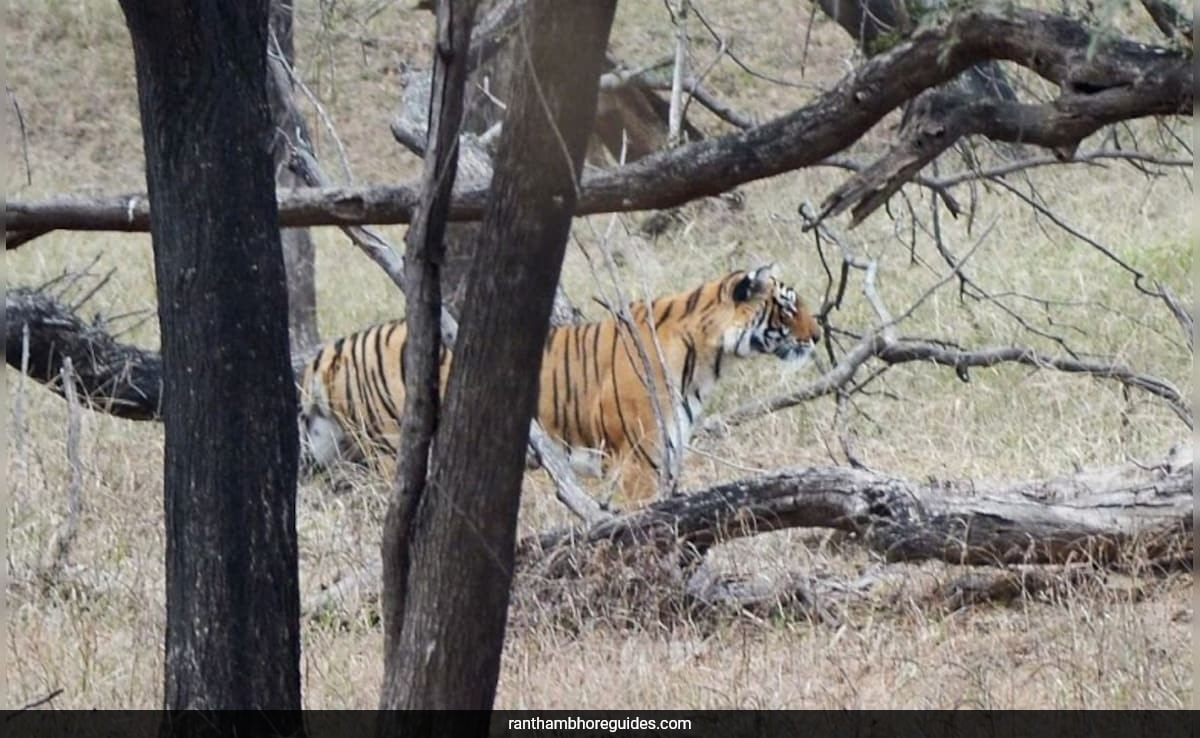 Ranthambore's Tigress Arrowhead Dies After Daughter's Relocation And Epic Crocodile Fight