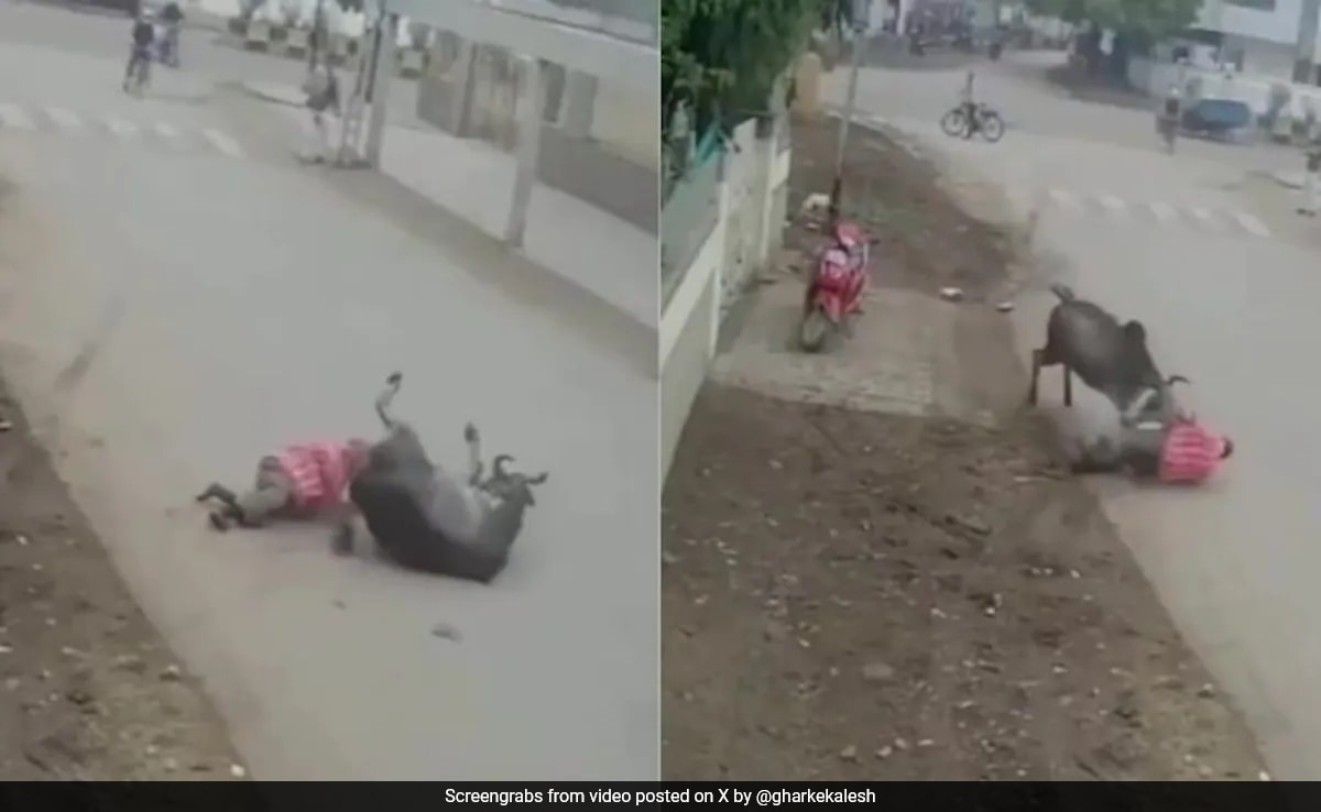Caught On Camera, Stray Bull Lifts, Drags And Tramples Man in Delhi