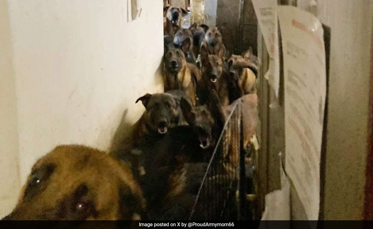 48 Dogs Found Cramped In One-Bedroom New York Apartment, Owner Arrested