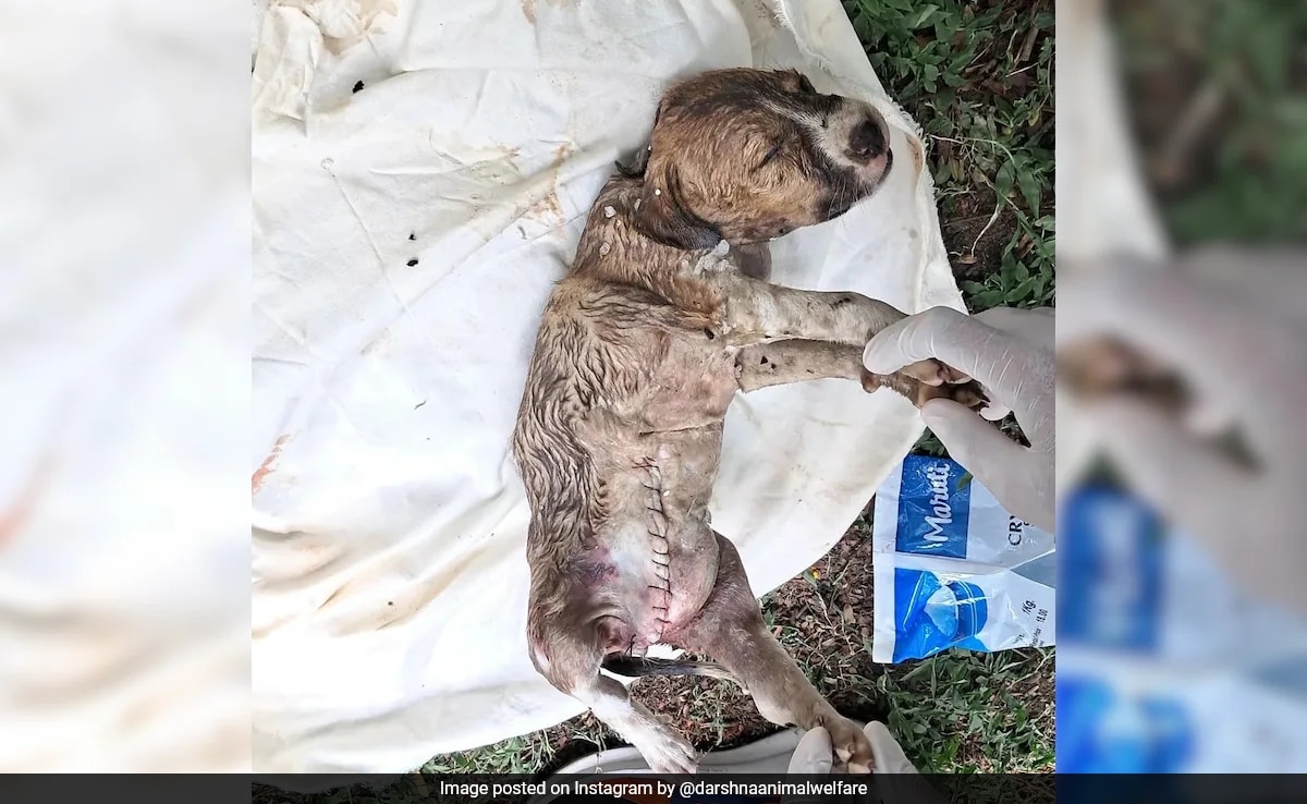 Charred Vehicles, Lost Caretakers: NGO Aids Shock-Stricken Animals After Plane Crash