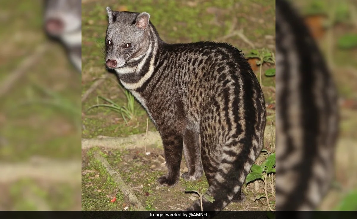 Unique Wedding Gift: Vietnamese Bride Gets 100 Civet Cats Worth Rs 60 Lakh
