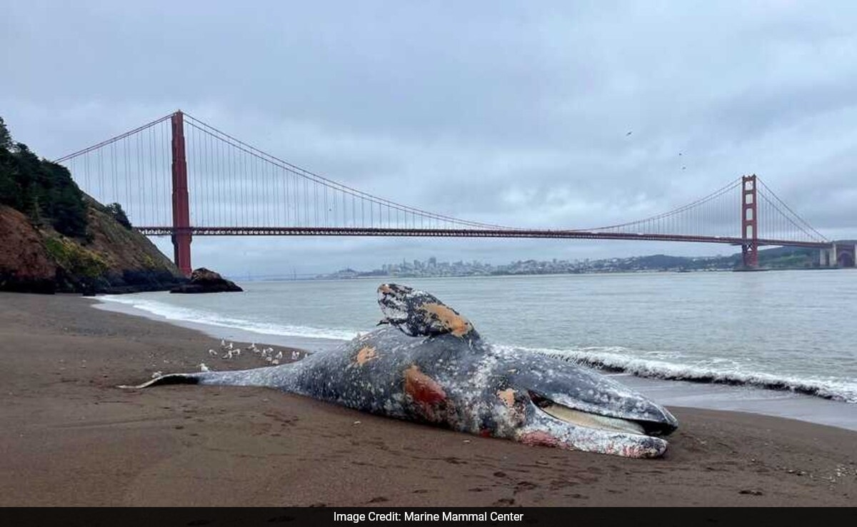 Mysterious Death Of Gray Whales In San Francisco Bay Puzzles Scientists