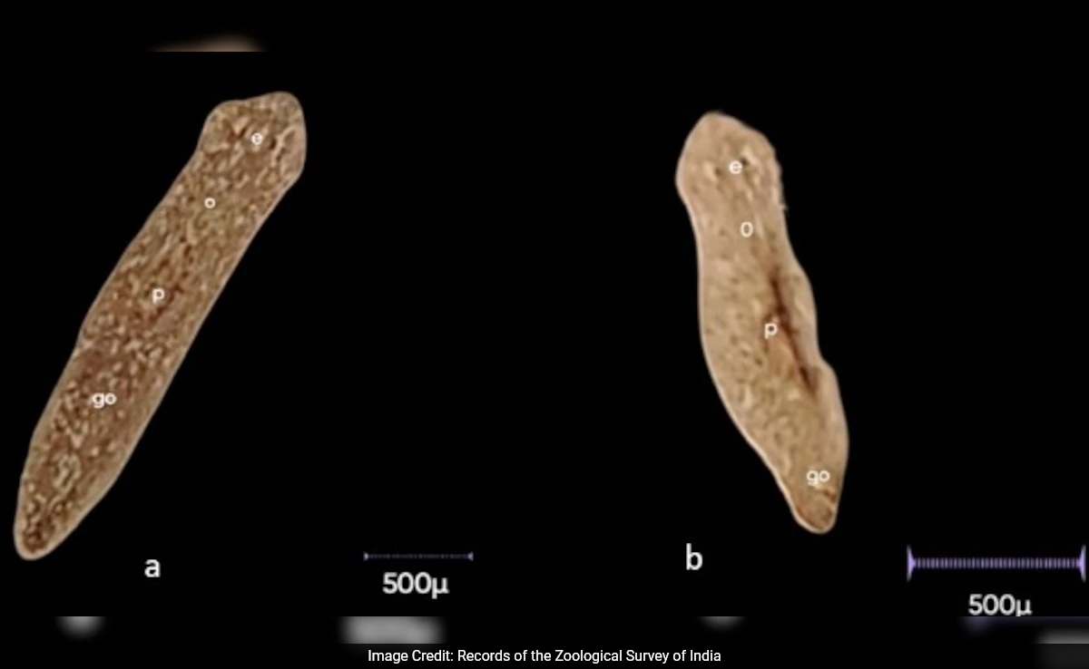 New Regenerating Flatworm Species 'Dugesia Punensis' Discovered In Pune