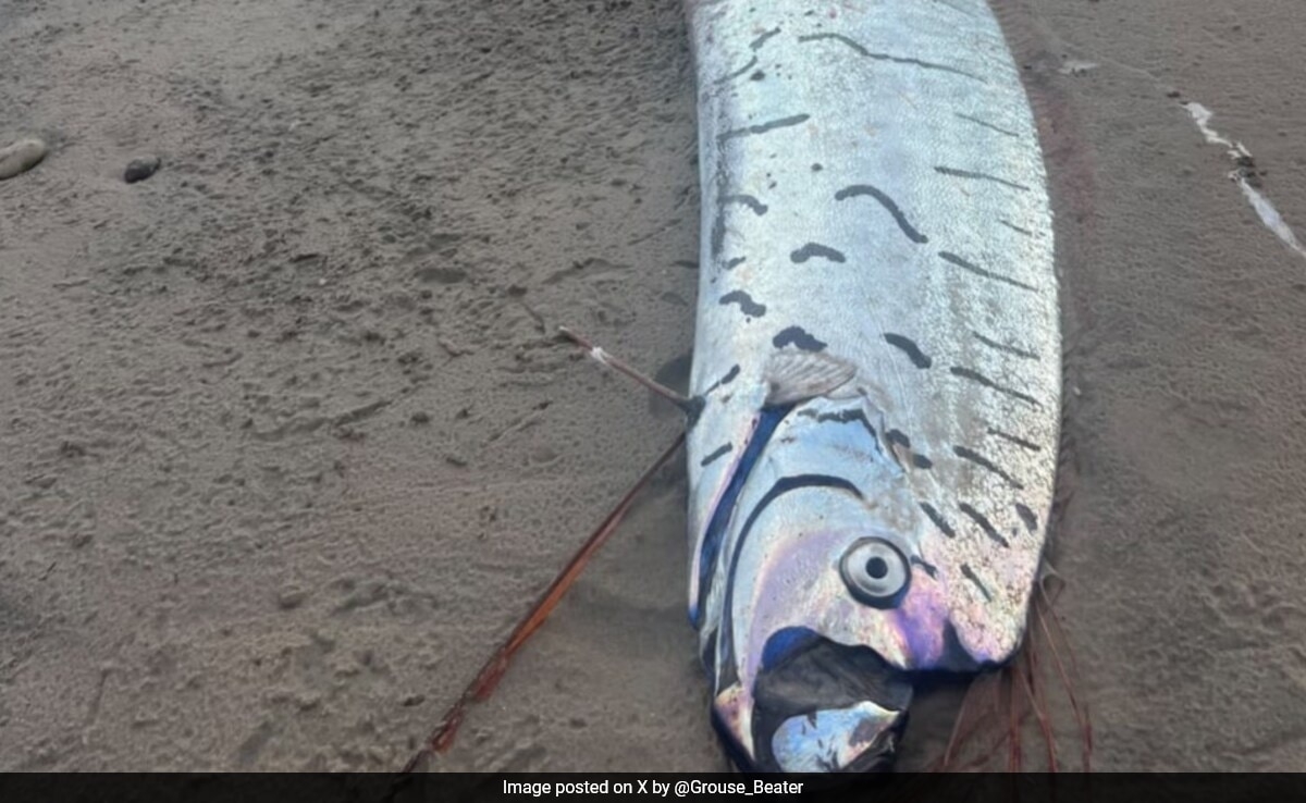 Rare Doomsday Oarfish, Linked To Earthquake Myths, Spotted In Australia
