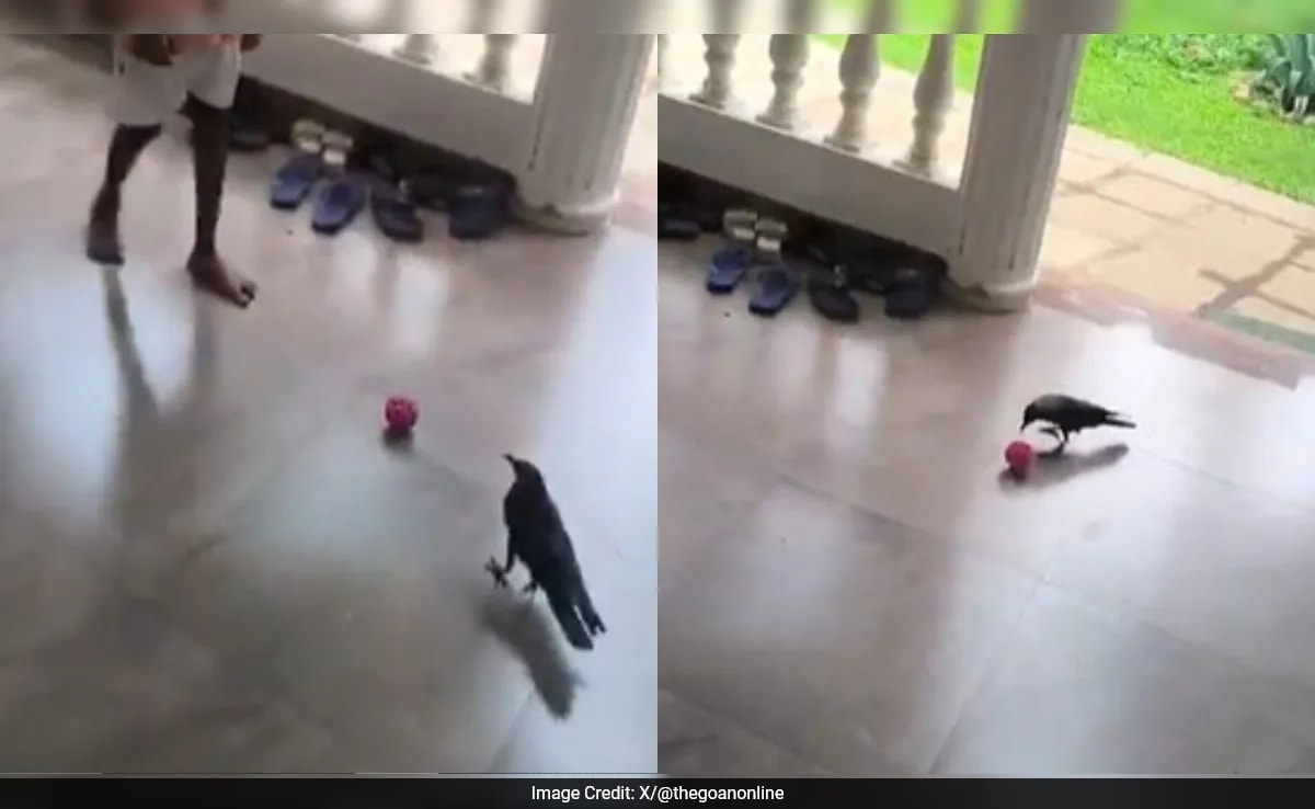 Crow's Insane Football Skills Go Viral, Dubbed 'Crow-naldinho' By Social Media