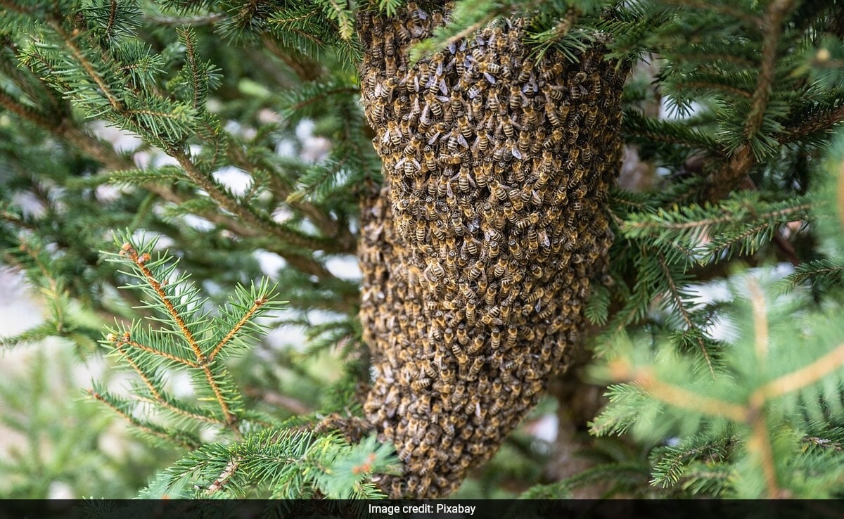 Unemployed To Business Owner: Himachal Youth Move To Beekeeping, Earn Lakhs