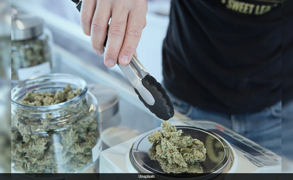 Cannabis Compounds Show Potential Against Deadly Fungal Pathogen In Lab Studies