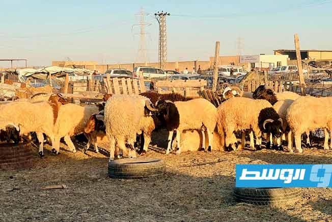 أسباب ارتفاع أسعار الأضاحي في أجدابيا