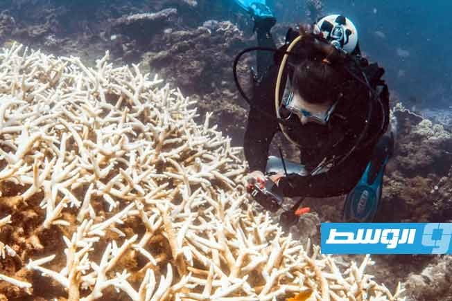 ابيضاض الشعاب المرجانية يواصل تحقيق مستويات قياسية