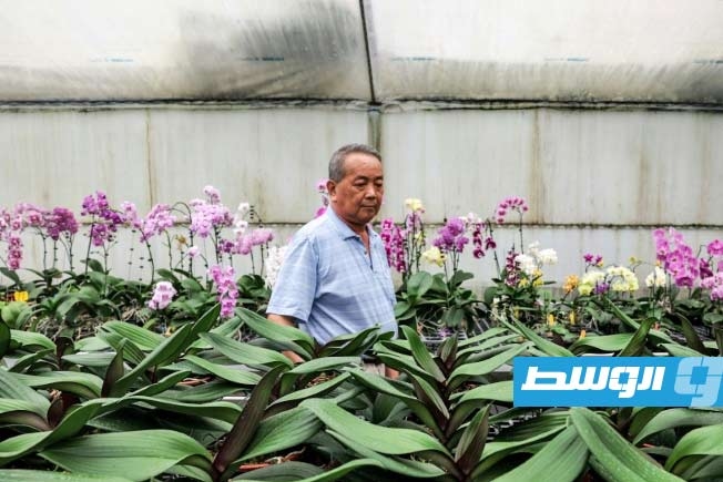 زهور الأوركيد التايوانية «تذبل» أمام رسوم ترامب الجمركية