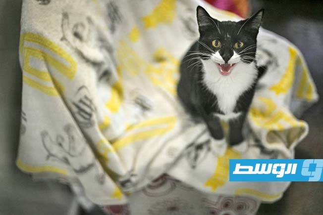التضخم يلقي بظلاله على الوفاء.. معاناة الحيوانات الأليفة في لندن