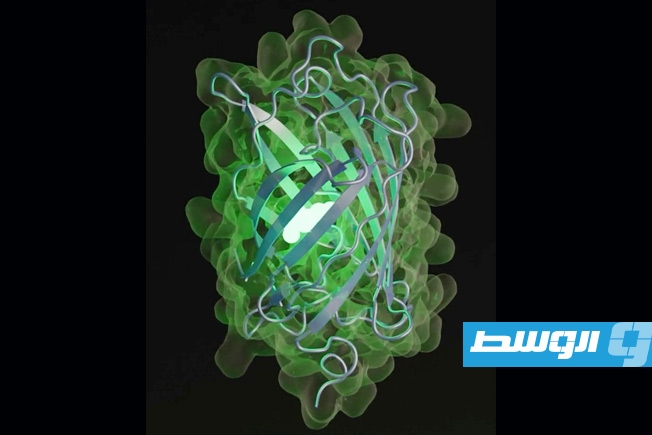 الذكاء الصناعي يبتكر بروتينا جديدا متوهجا محاكيا 500 مليون سنة من التطور