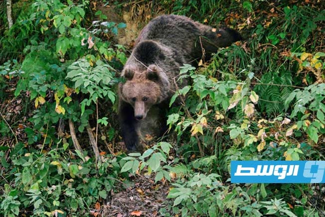 على الرغم من رفض ناشطين.. سلوفاكيا تسمح ببيع لحم الدببة