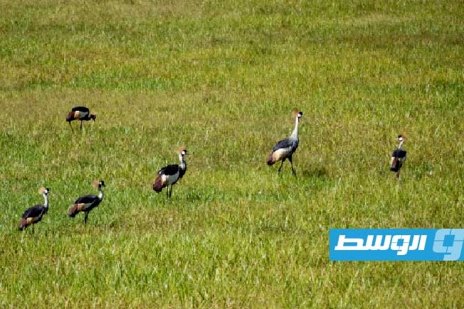 بفضل طبيب بيطري.. طيور الكركي الرمادية تعاود الظهور في مستنقعات رواندا