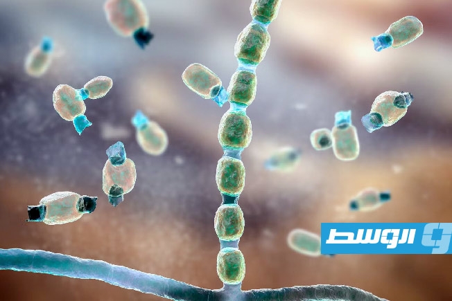 تحذير من تفشي «فطريات قاتلة» بسبب ارتفاع درجات الحرارة
