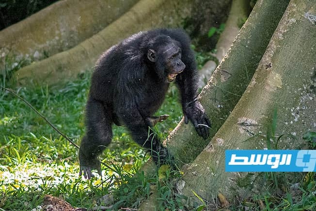 دراسة جديدة: قرود الشمبانزي تقرع على نحو إيقاعي وبطرق مختلفة