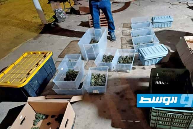 إحباط تهريب آلاف السلاحف الصغيرة في المكسيك