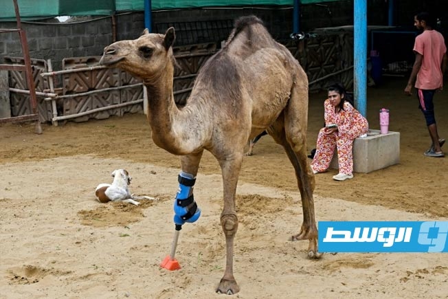 الناقة «كامي» تستعيد قدرتها على المشي بعد تركيب طرف صناعي